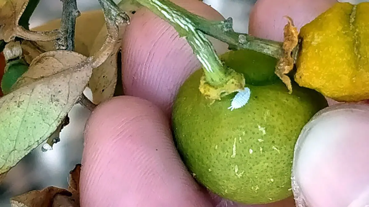 citricos curar con lavavajillas - Cómo eliminar la cochinilla de los cítricos