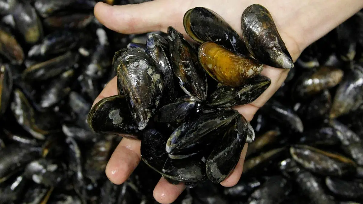 cocinar mejillones lavavajillas - Cómo quitar las barbas a los mejillones