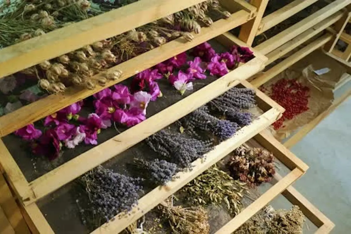 secador de plantas medicinales - Cómo secar hojas de plantas medicinales