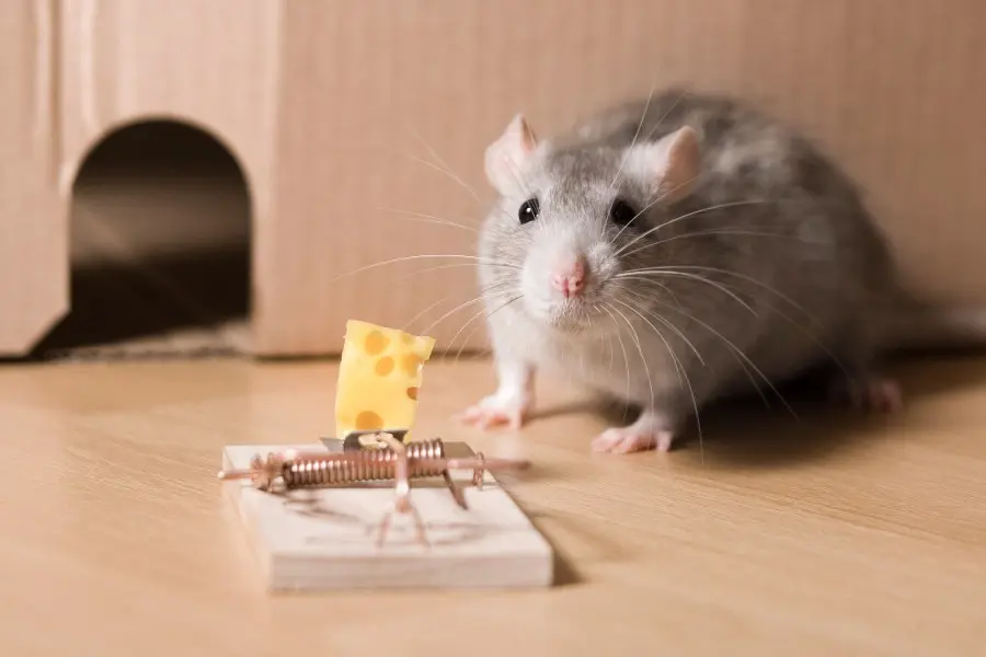 como sacar un raton de la lavadora - Qué hacer para atrapar un ratón