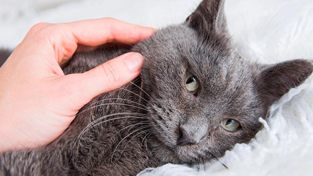 acostumbrar gato sonidos a la lavadora - Qué hacer para tranquilizar a un gato