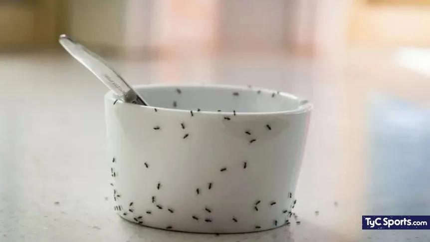 hormigas en el lavavajillas - Qué significa que hayan muchas hormigas en la cocina