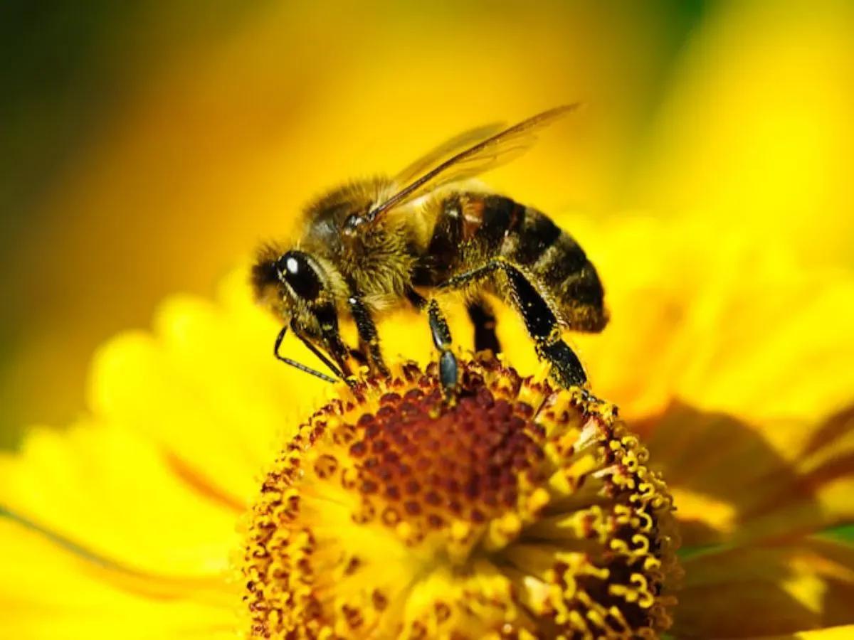 abejas muertas cerca de mi lavadora - Qué significa que las abejas llegan a tu casa